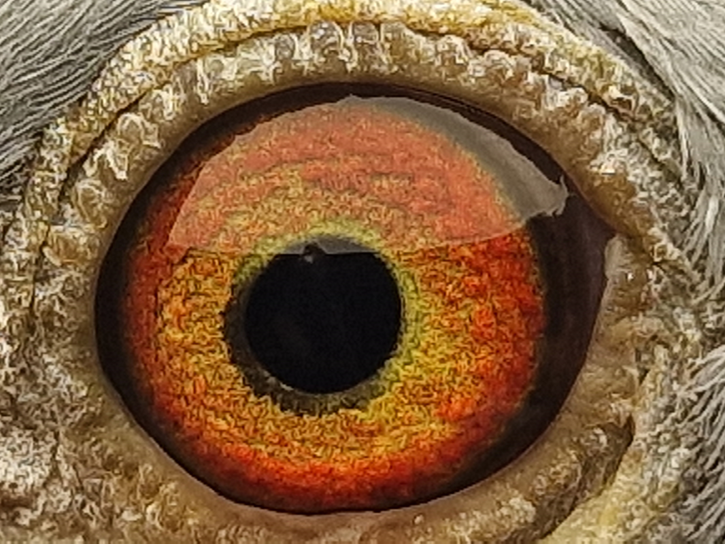 Pigeon eye